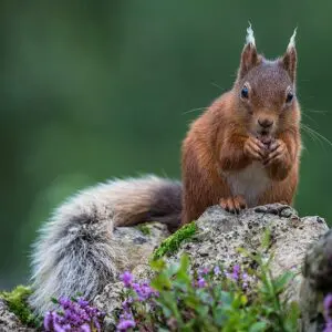Red squirrel sitting on a rock with a nut in its paws