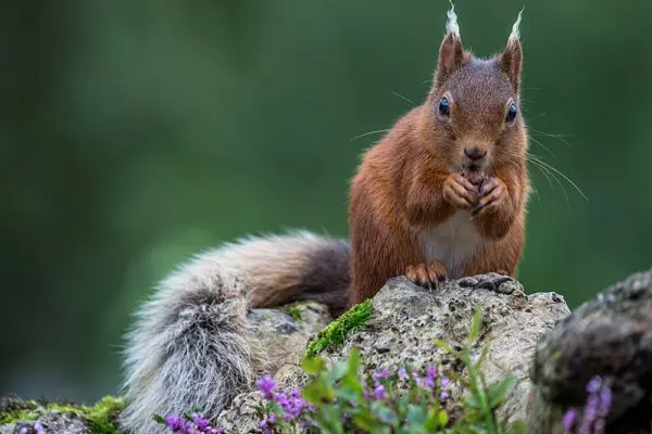 Red squirrel sitting on a rock with a nut in its paws