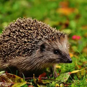 Hedgehog in leaves and grass