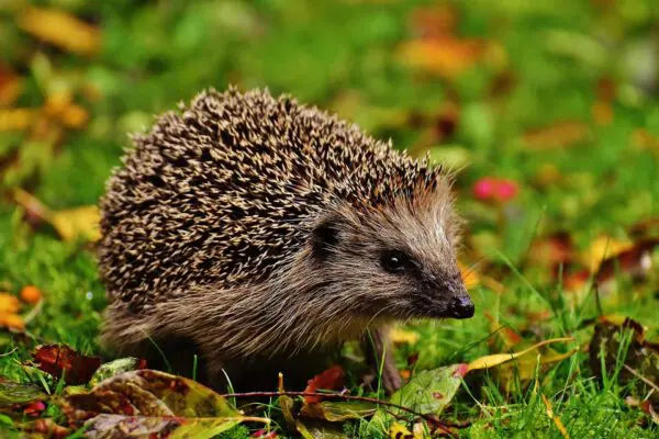 Hedgehog in leaves and grass