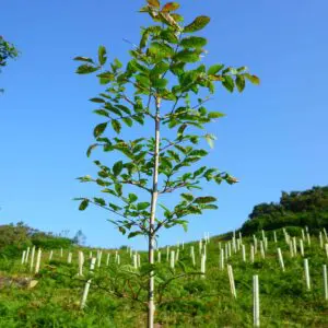 Rowan tree sapling on hillside
