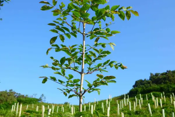 Rowan tree sapling on hillside