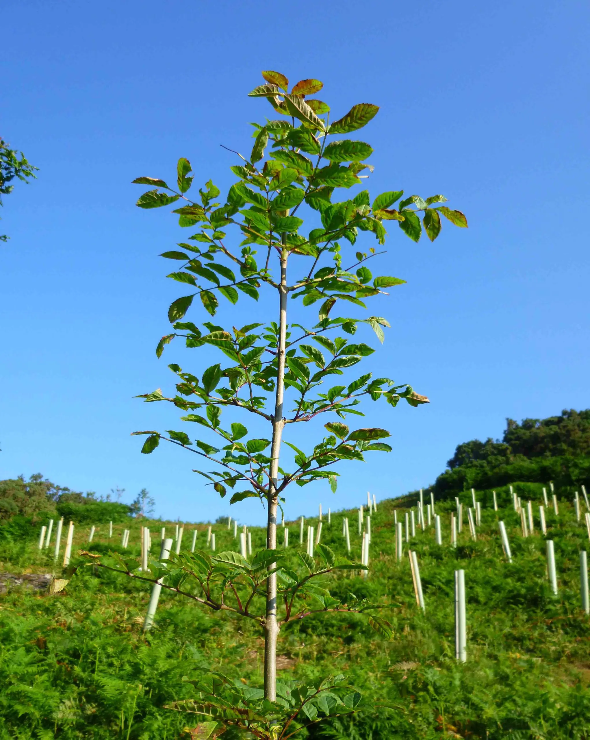 Rowan tree sapling on hillside