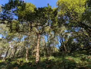 Trees at Rusland woods