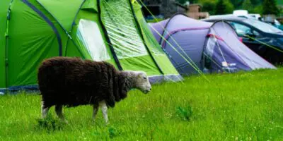 Sheep in front of tents at campsite in Lake District
