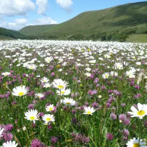 Hay meadow in Lake District