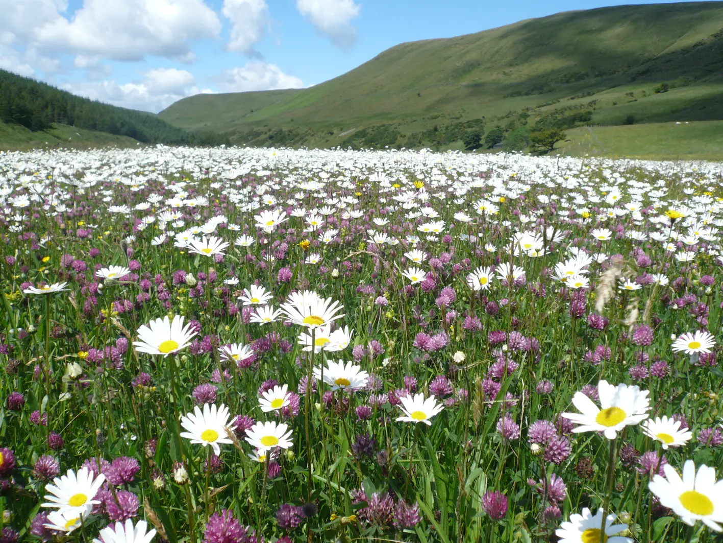 Hay meadow in Lake District