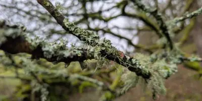 close up of tree branch in Rusland woods