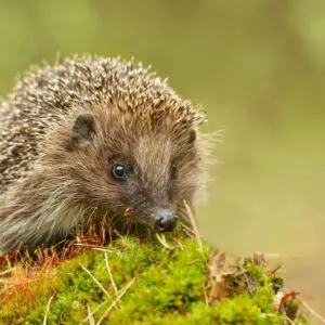 Homes for Hedgehogs