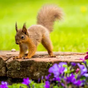 Save our Squirrels Gift