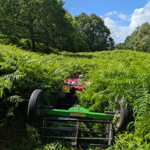 Bracken roller, in Rusland woods