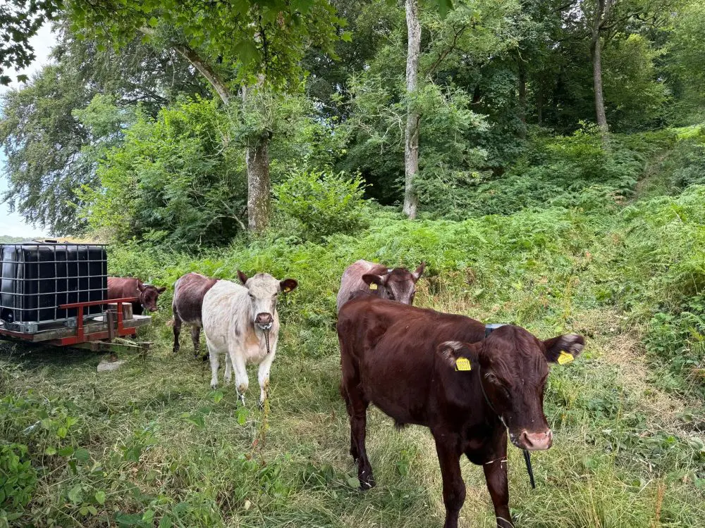 Cows with 'virtual fence' collars in woodland