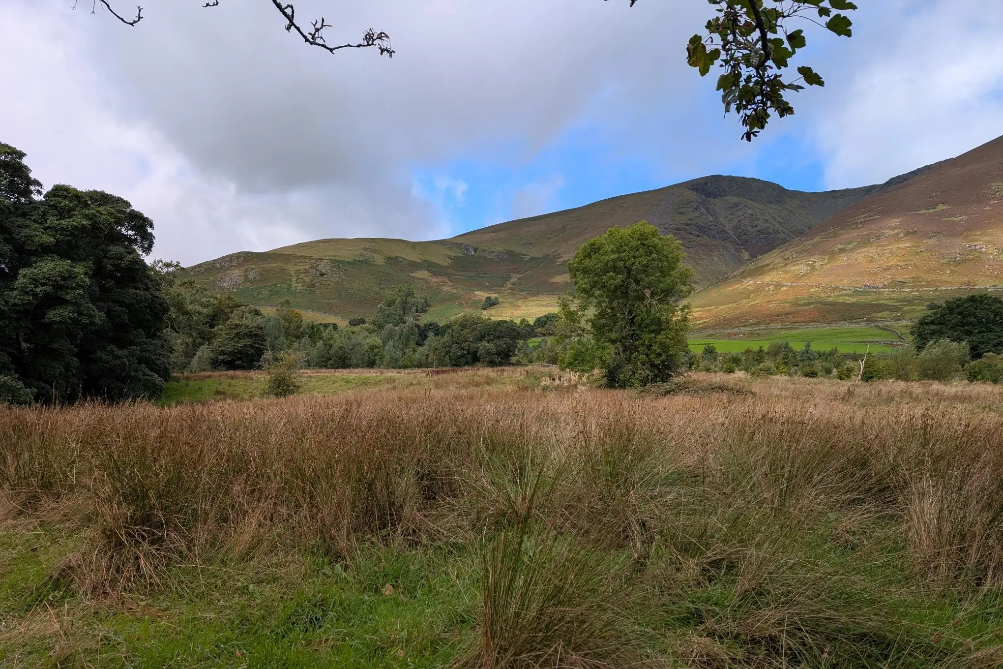 Dam Mire Wood
