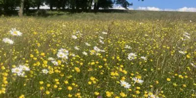 Ox-eye daisies at Mazonwath hay meadow in June