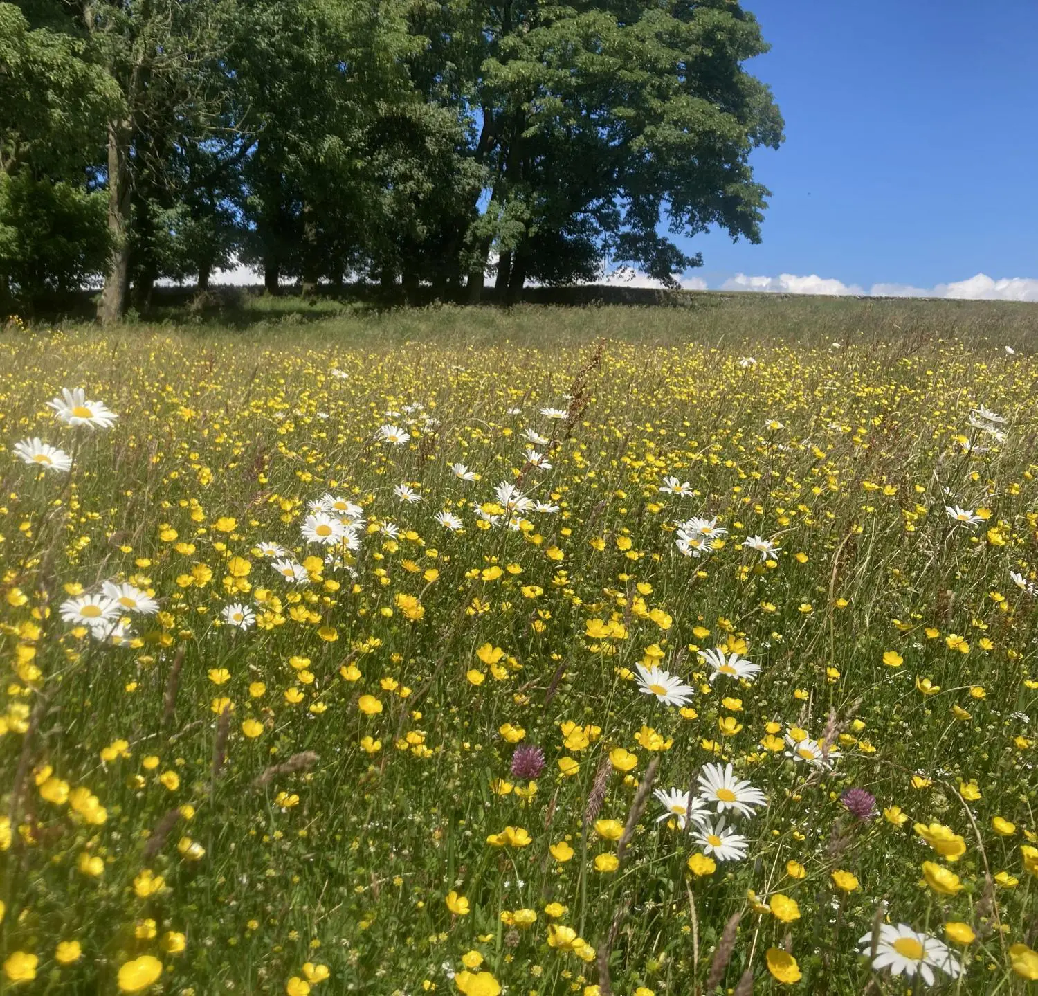 Ox-eye daisies at Mazonwath hay meadow in June