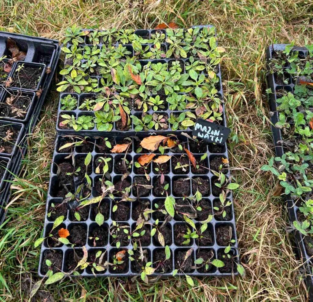 Plug plants yet to be planted