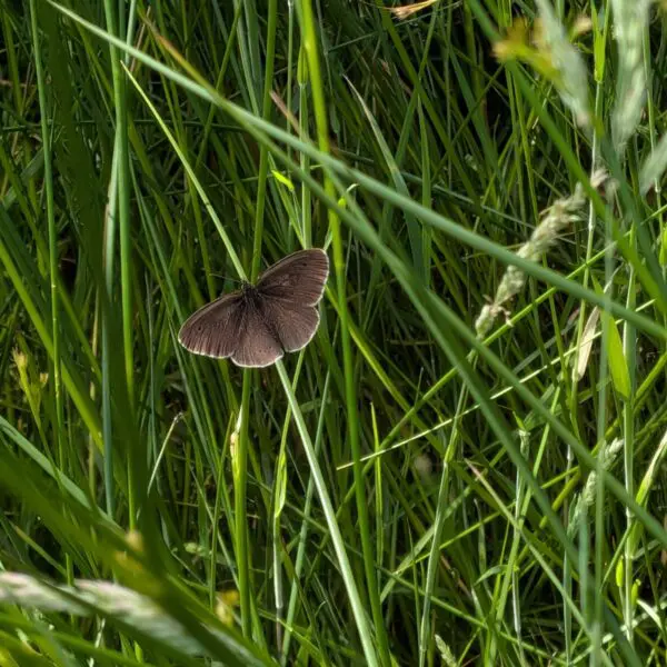 Ringlet butterfly in grass