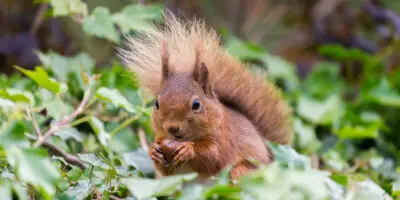 A red squirrel eating a nut