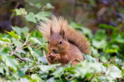 A red squirrel eating a nut
