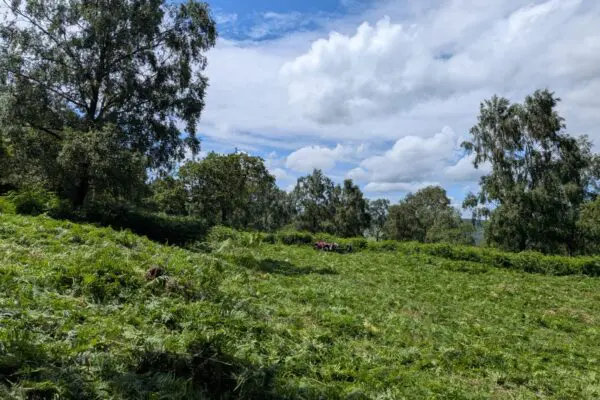 Rusland woods bracken bashed