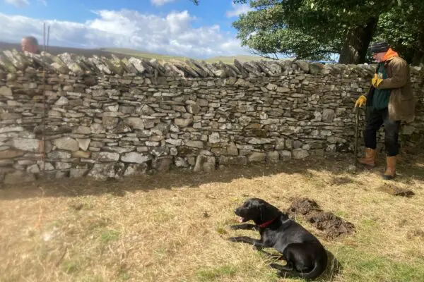Finished dry stone wall and dog