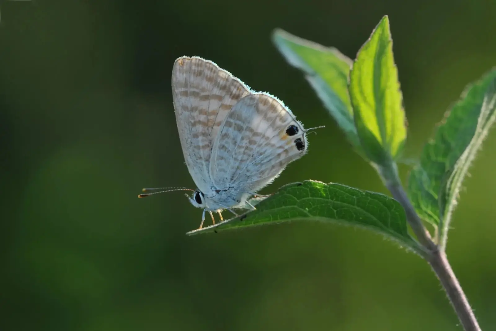 A butterfly - long-tailed blue