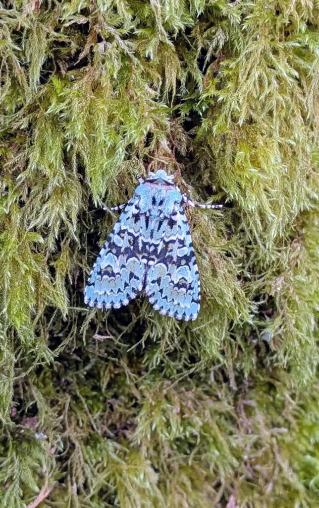 Merveille-du-jour- moth on a mossy trunk