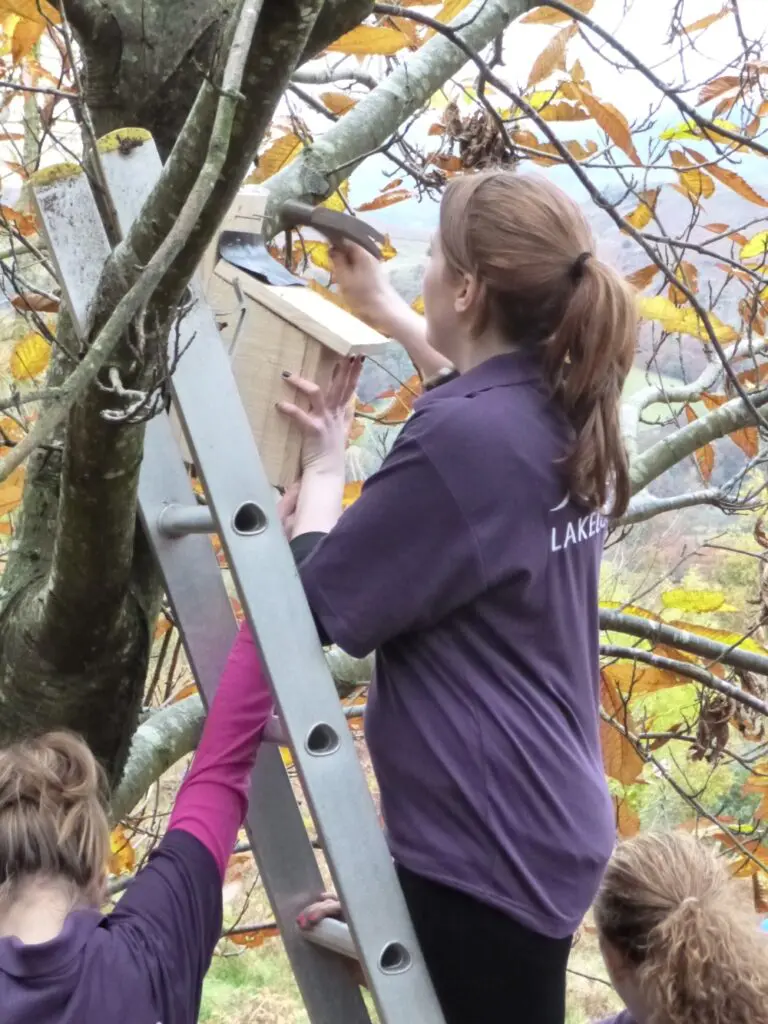 A volunteer on a ladder fixing a bird box to a tree.