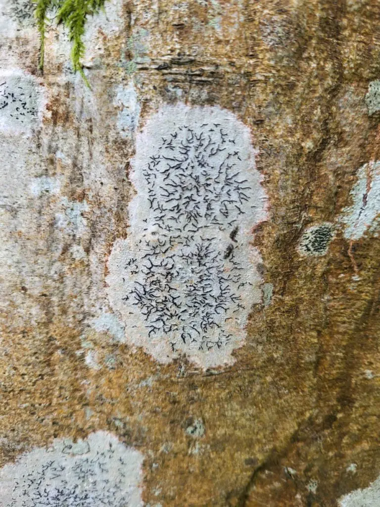 Script lichen, Rusland woods