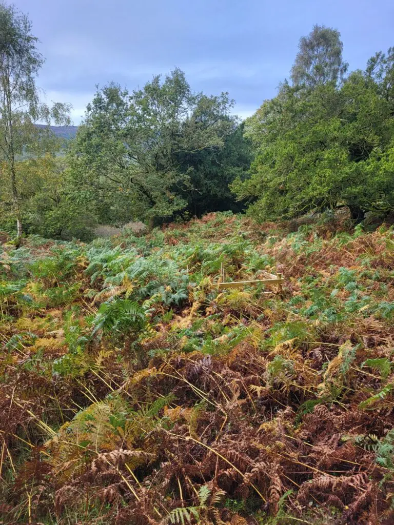 A bracken covered wooded clearing