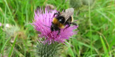 Thistle with bee