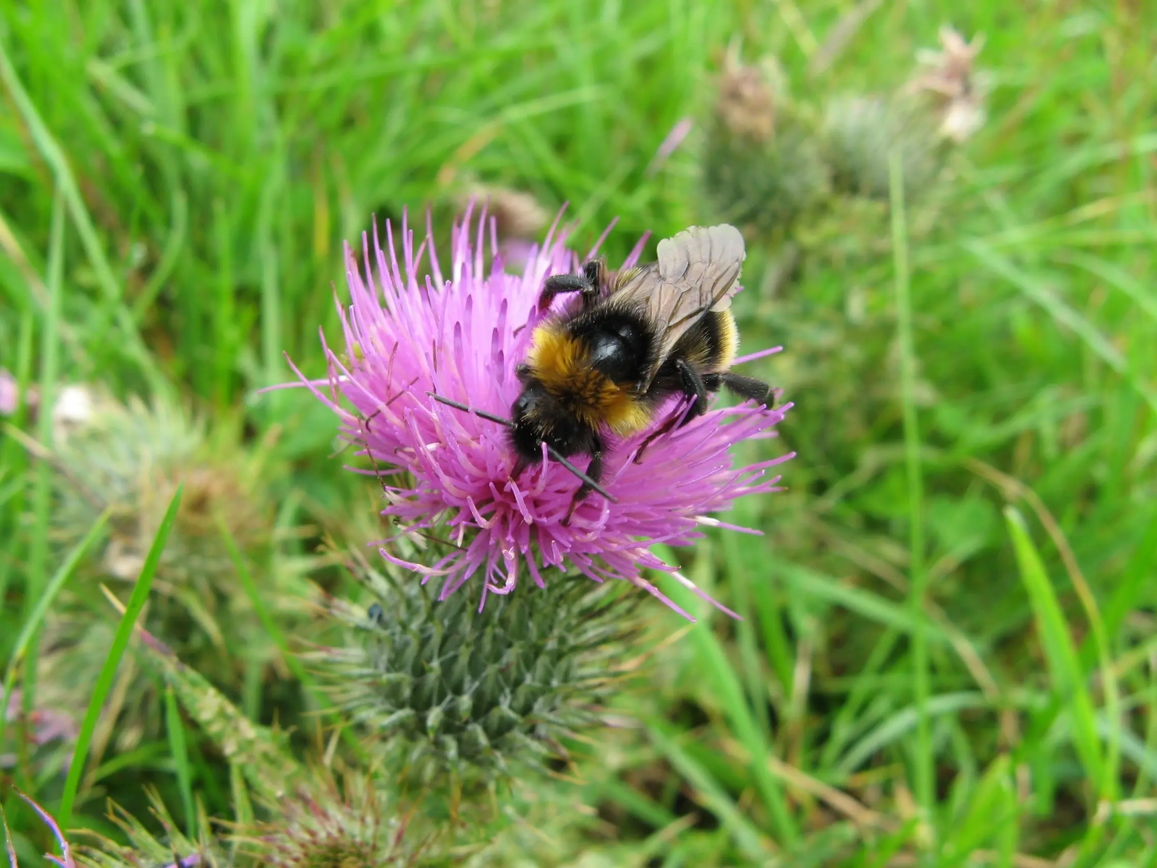 Thistle with bee