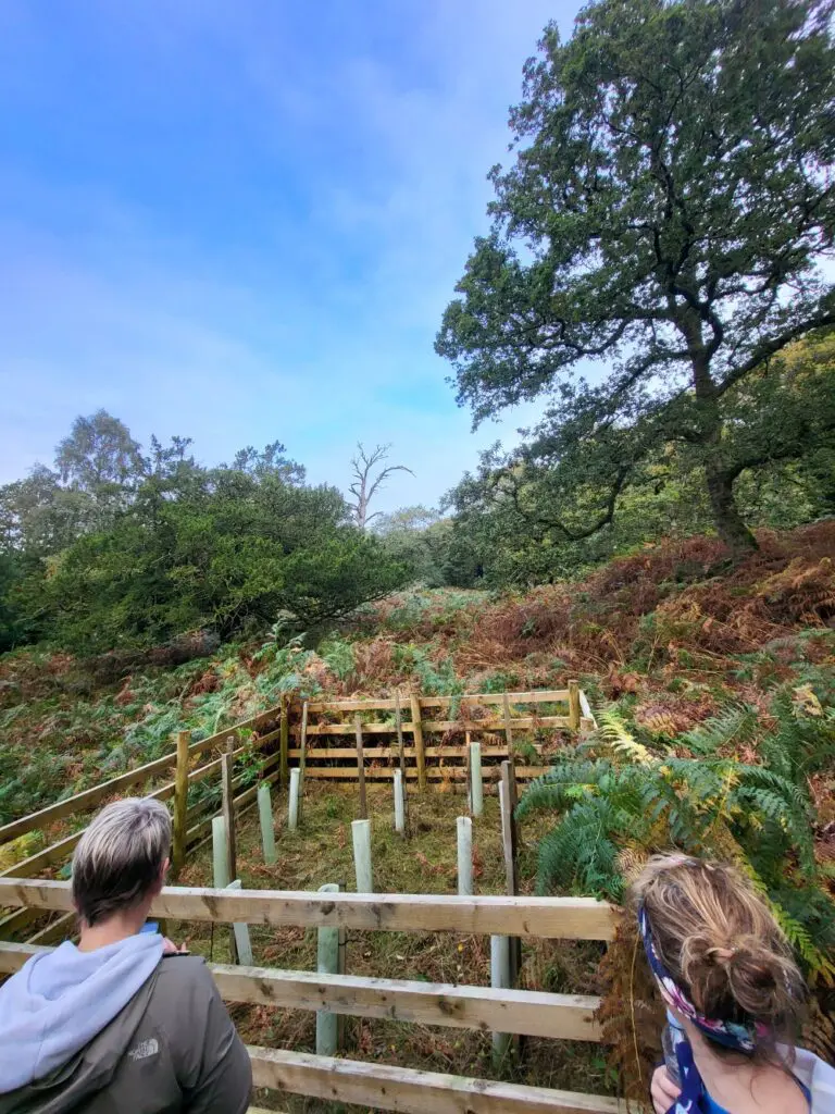 An enclosure of young trees after bracken cut back
