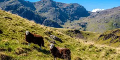 upland hill farming Herdwicks