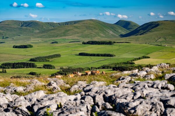 Cows and Howgills in the distance