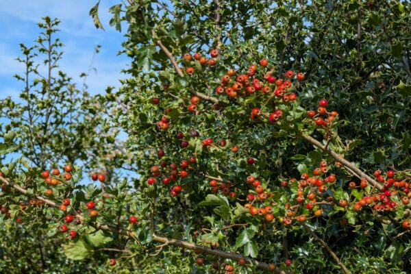 A healthy hedge
