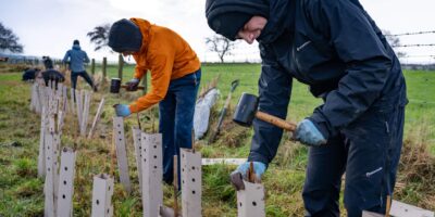 Two lads hammering in stakes for planting