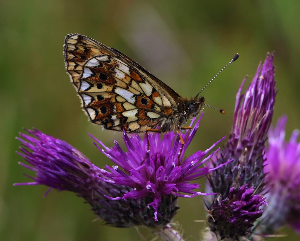 A Small Pearl Bordered Fritillary butterfly.