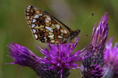 A Small Pearl Bordered Fritillary butterfly.
