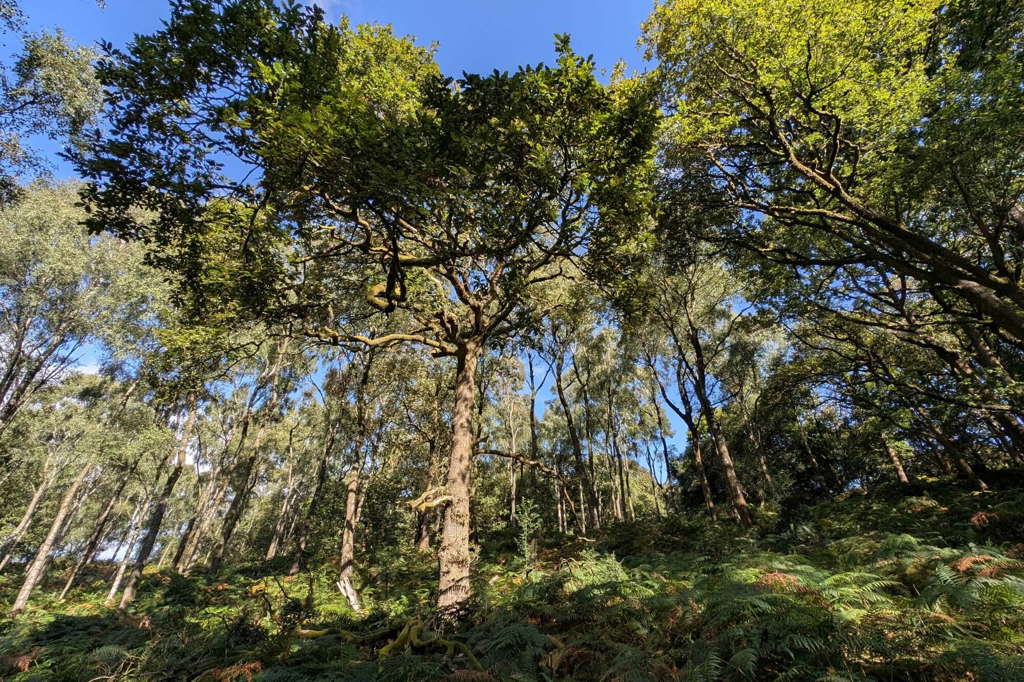 A view of a wood under a blue sky