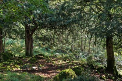 A dense bit of woodland