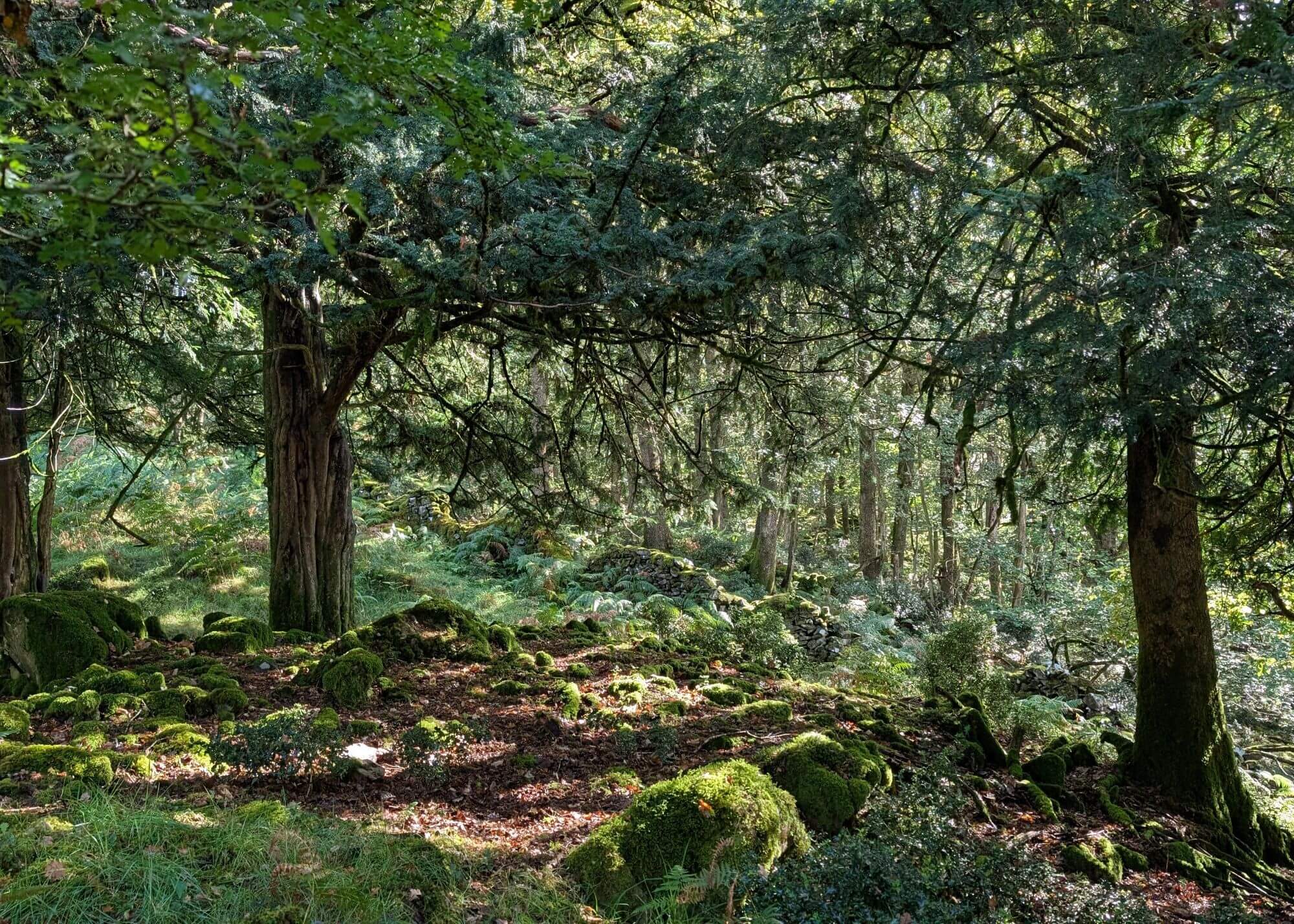 A dense bit of woodland