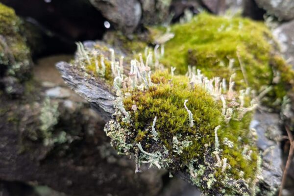 Close up of a moss covered rock