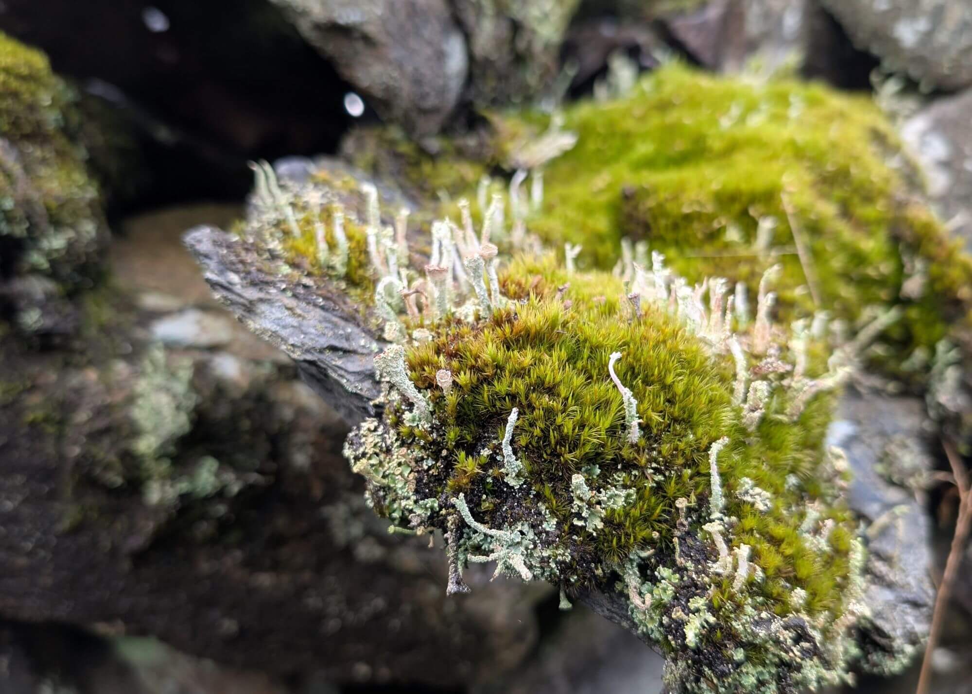 Close up of a moss covered rock
