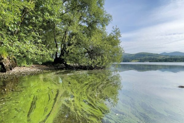blue green algae in Windermere