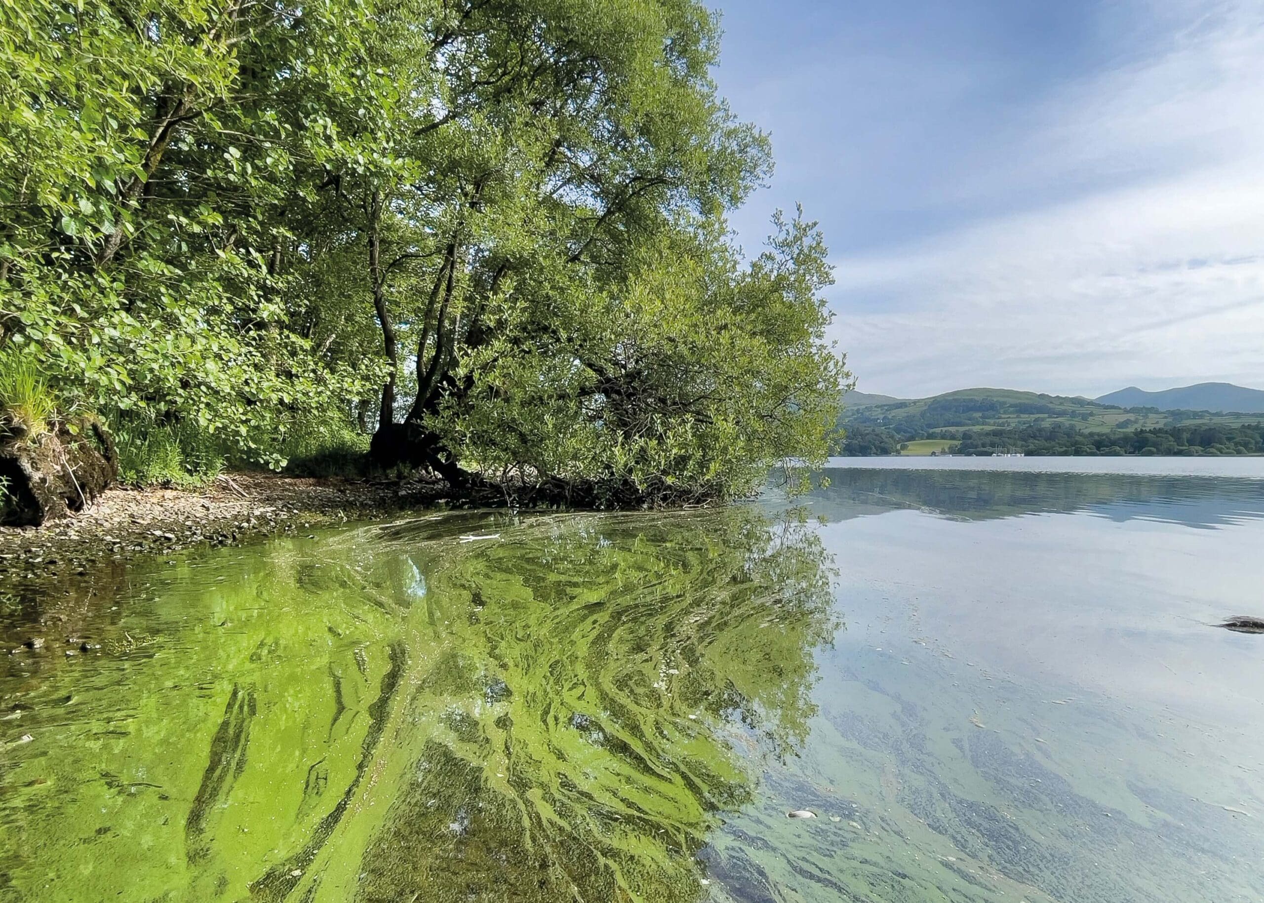 blue green algae in Windermere