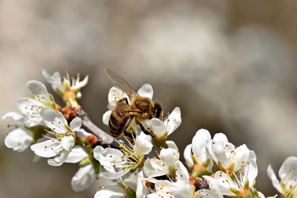 A honey bee on blackthorn blossom