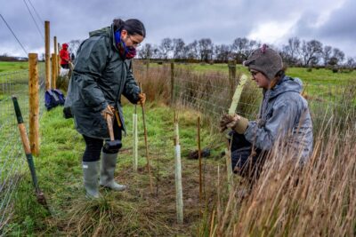 volunteers putting guards on trees