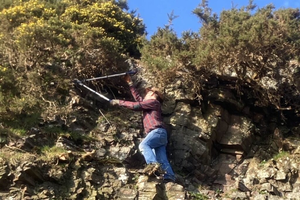 Volunteer Andy climbing up, cutting back gorse, on the Helm