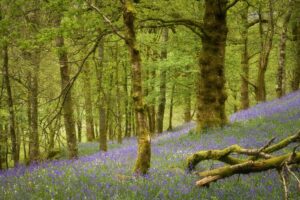 Bluebells in Rusland Woods